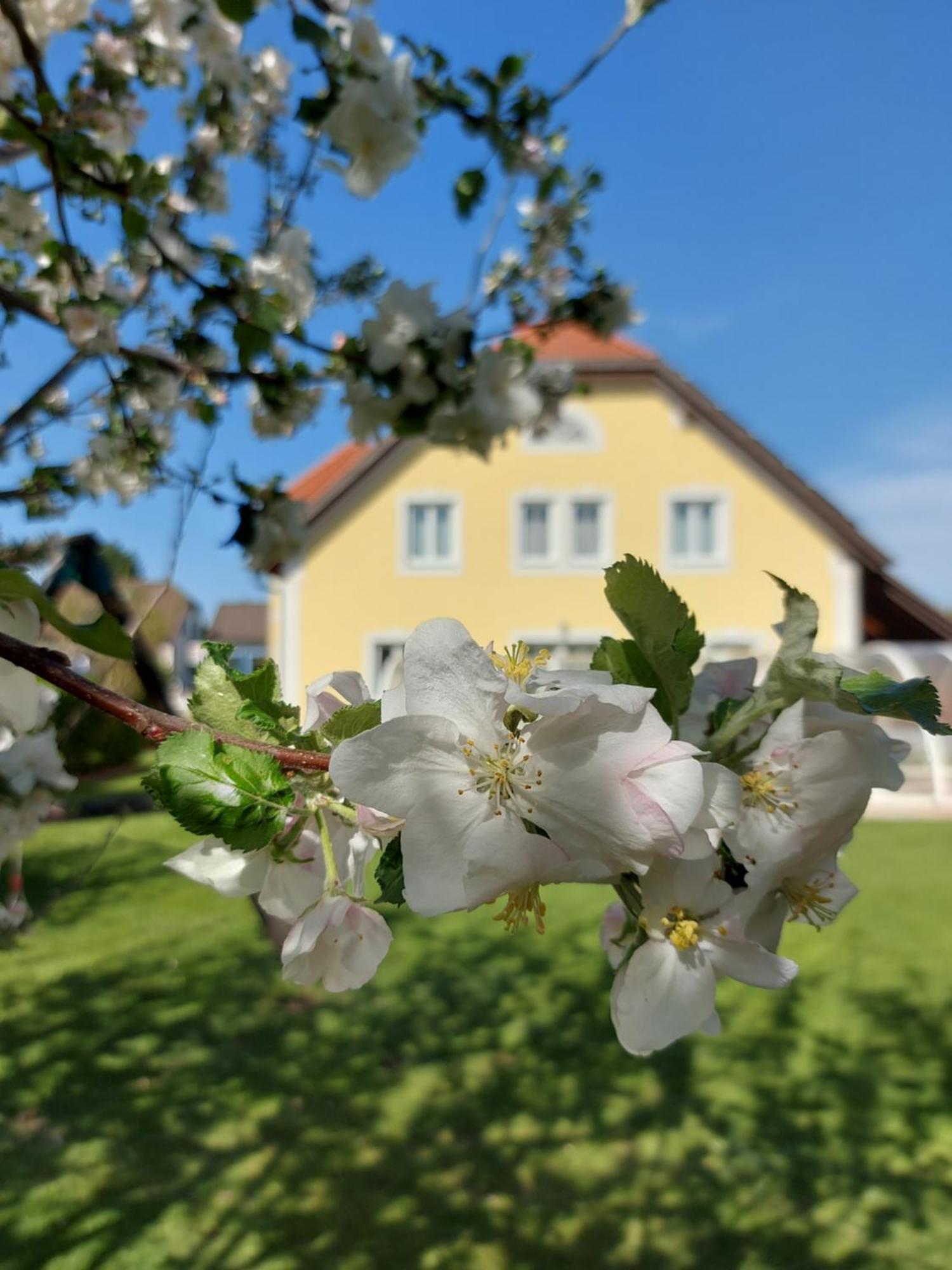 Gästehaus Familie Trachsler Rohrendorf bei Krems Exterior foto