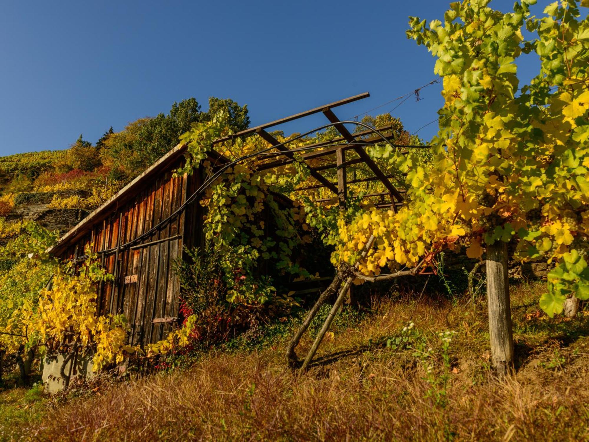 Gästehaus Familie Trachsler Rohrendorf bei Krems Exterior foto